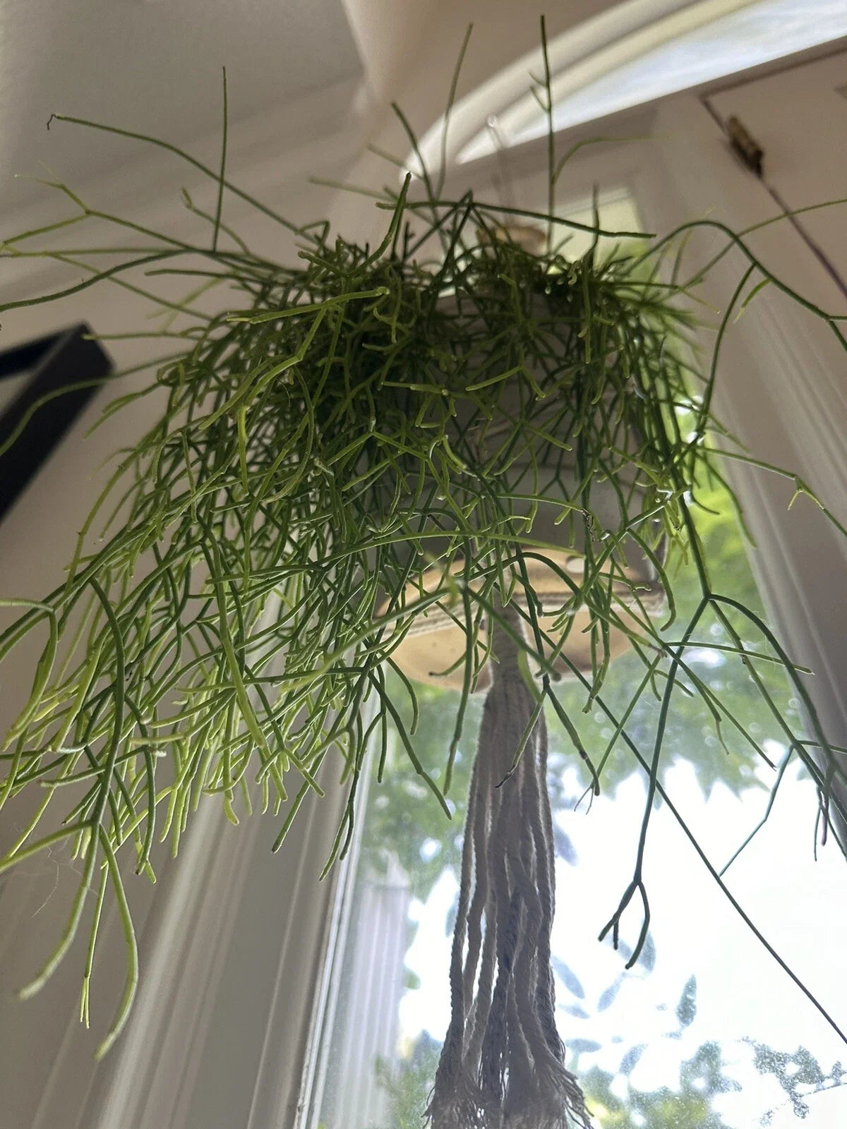 Mistletoe Cactus Cutting | Rhipsalis baccifera | Unique Trailing Succulent for Indoor Decoration