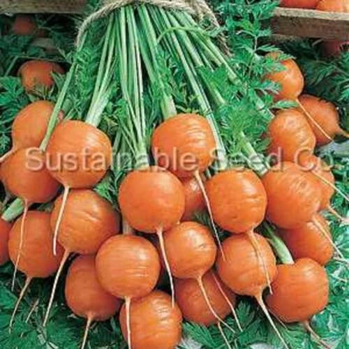 Tonda di Parigi Carrot Seeds - 1000+ Heirloom Seeds - Daucus carota - Non-GMO for Home Gardening & Urban Farming