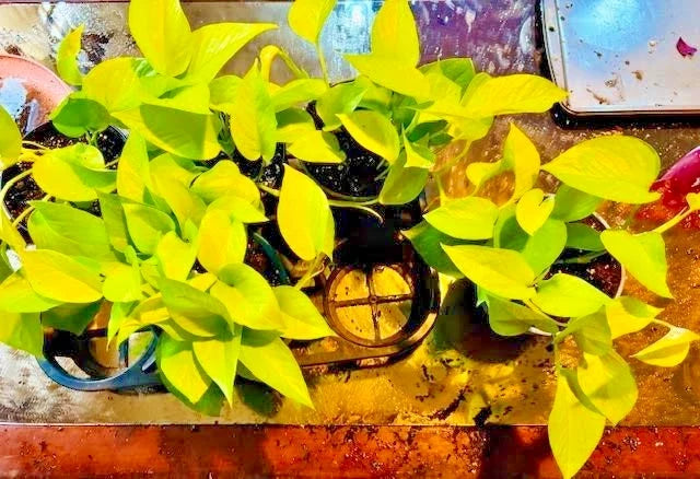 Neon Pothos Plant in 6 Inch Hanging Basket, Trailing Houseplant, Epipremnum aureum, Easy Care Indoor Greenery
