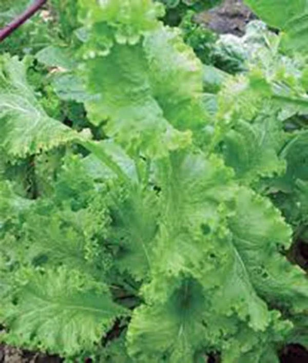 Mustard Greens Seeds, Southern Giant Heirloom, Non-GMO, 25+ Seeds, Brassica juncea - Nutritious, Flavorful Greens for Gardening