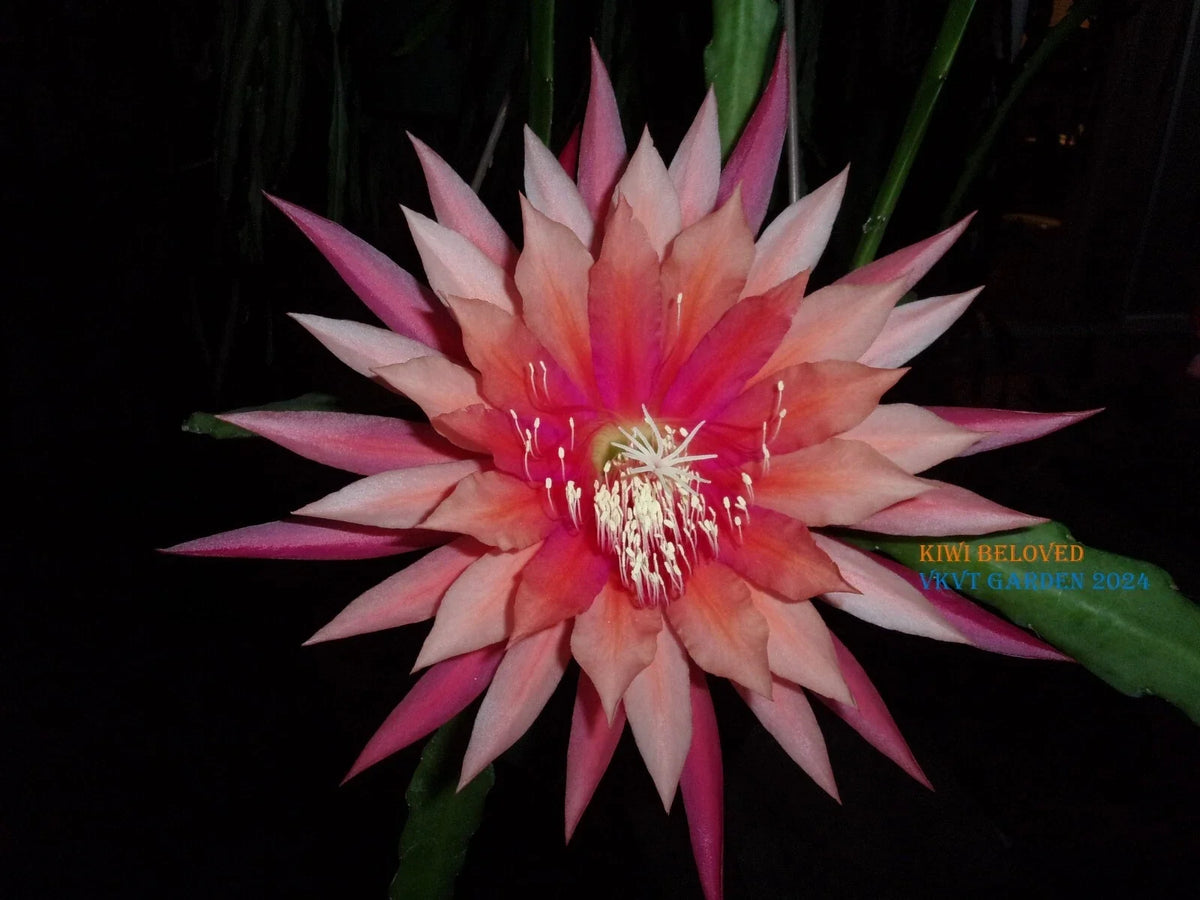Epiphyllum Orchid Cactus Cutting - Kiwi Beloved Variety - Exotic Indoor Houseplant - Epiphyllum spp. - Vibrant Blooms