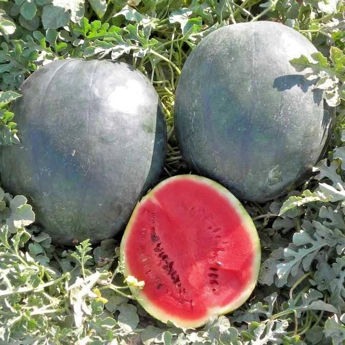 Organic Sugar Baby Watermelon Seeds - 40+ Premium Heirloom Seeds (Citrullus lanatus) for Summer Garden Planting