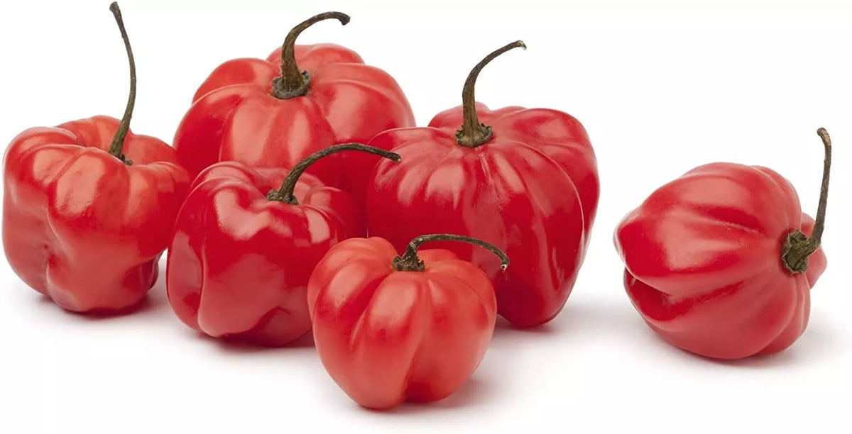 Sweet Bonnet Pepper Seeds - 10 Pack - Capsicum chinense - Easy to Grow, Colorful, Sweet Flavor for Home Gardening