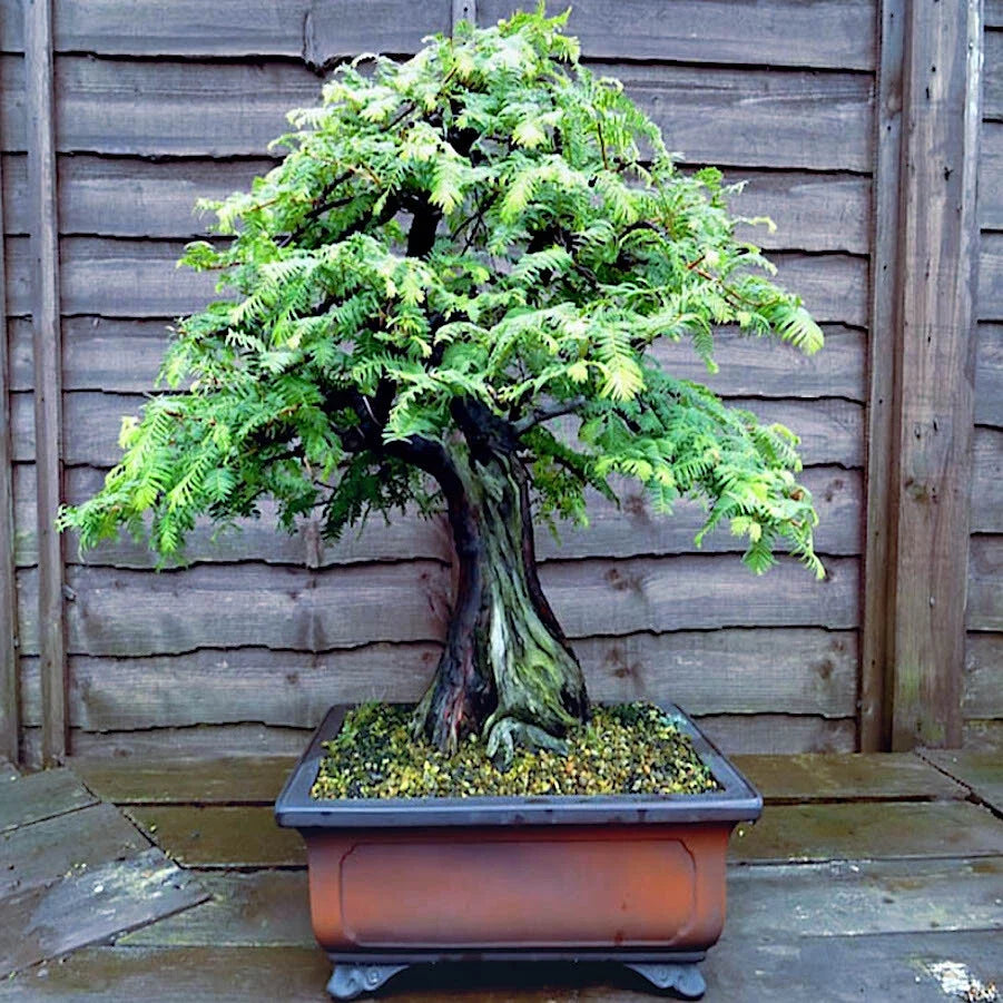 Dawn Redwood Tree Seeds - Fast Hardy Bonsai - Metasequoia glyptostroboides - Perfect for Home Garden and Bonsai Lovers