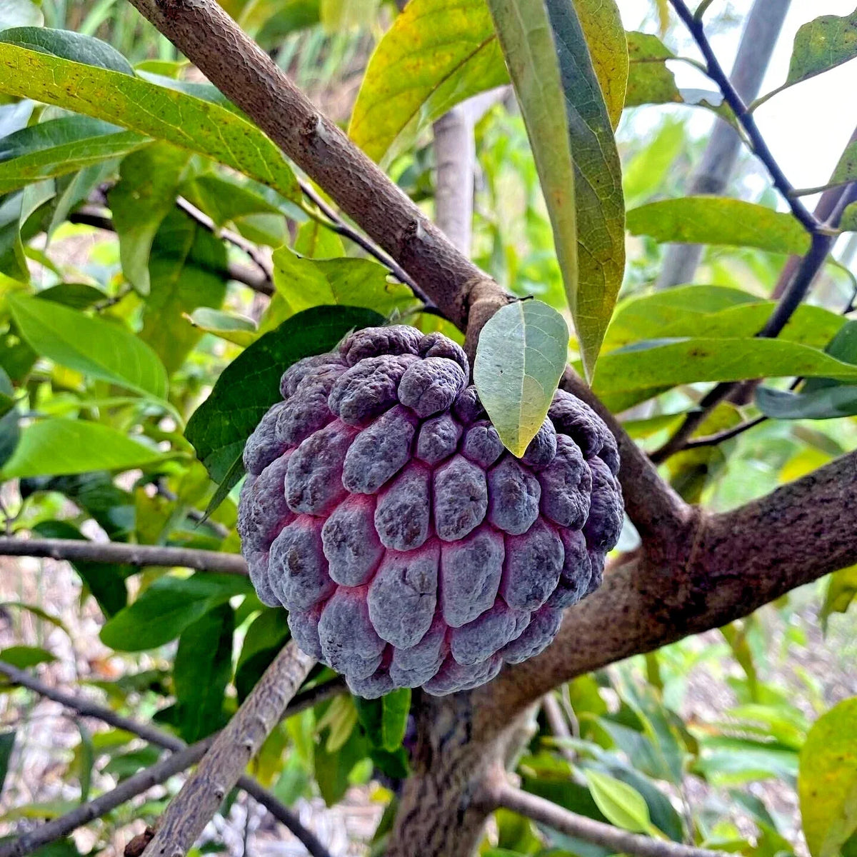 Thai Purple Sugar Apple Seeds - 10 Pack, Annona squamosa, Rare Sweetsop Fruit for Tropical Gardens