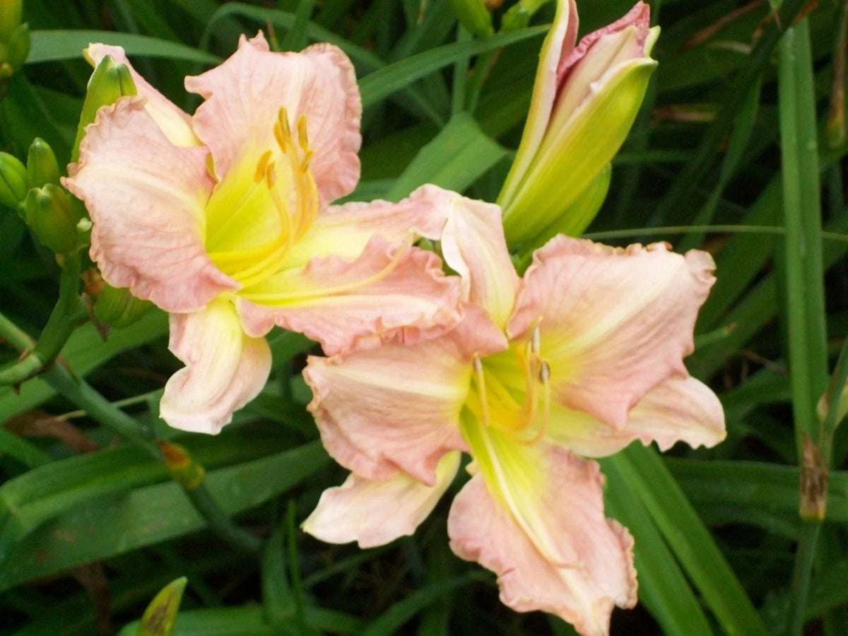 Antique Rose Daylily Plant - Perennial Flower - Hemerocallis 'Antique Rose' - Vibrant Blooms for Garden or Borders