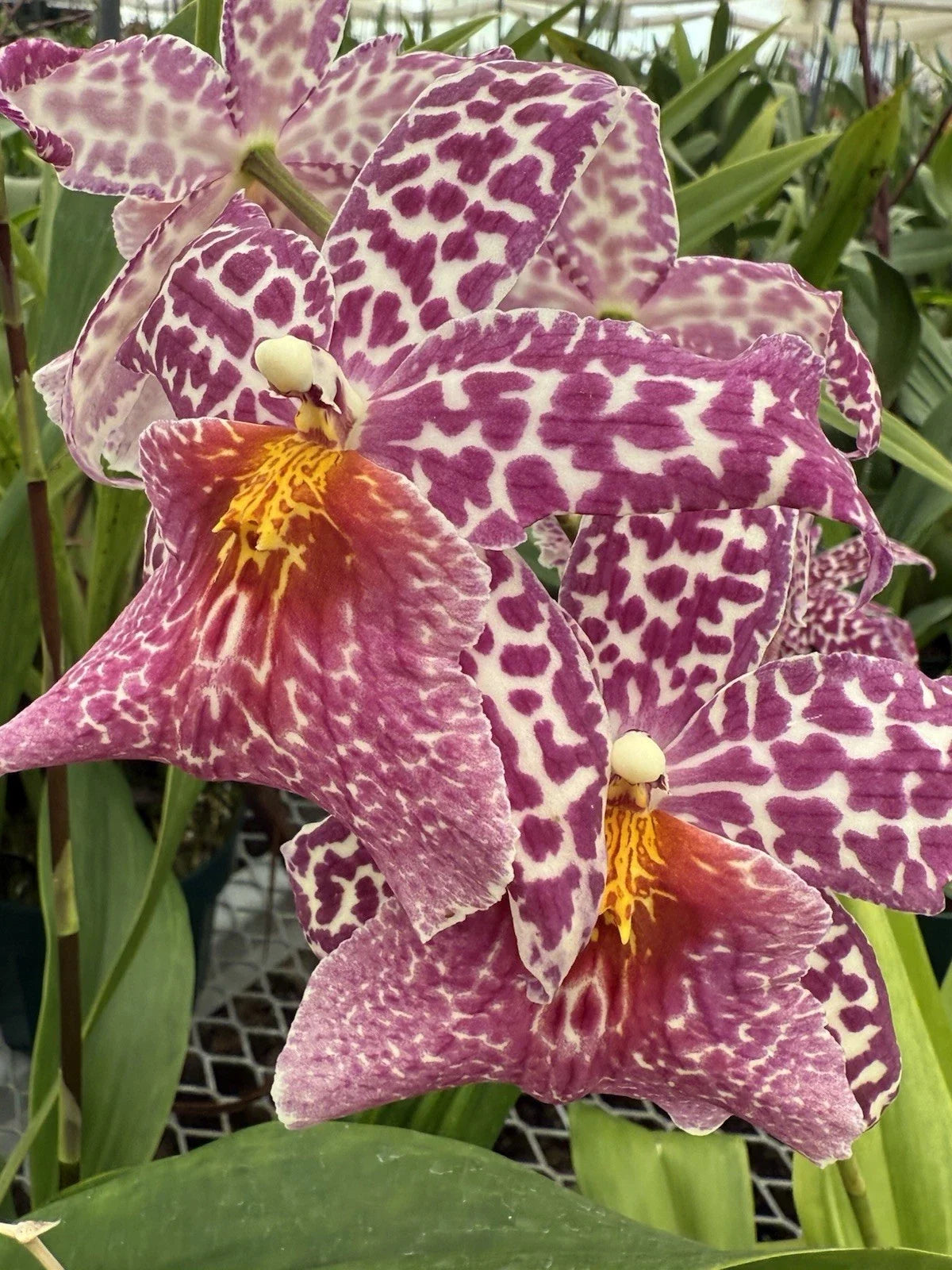 Rooted Orchid Plant - Bare Root Bulb - Oncidium Variety - Oncidium spp. - Tropical Houseplant for Indoor/Outdoor Decor