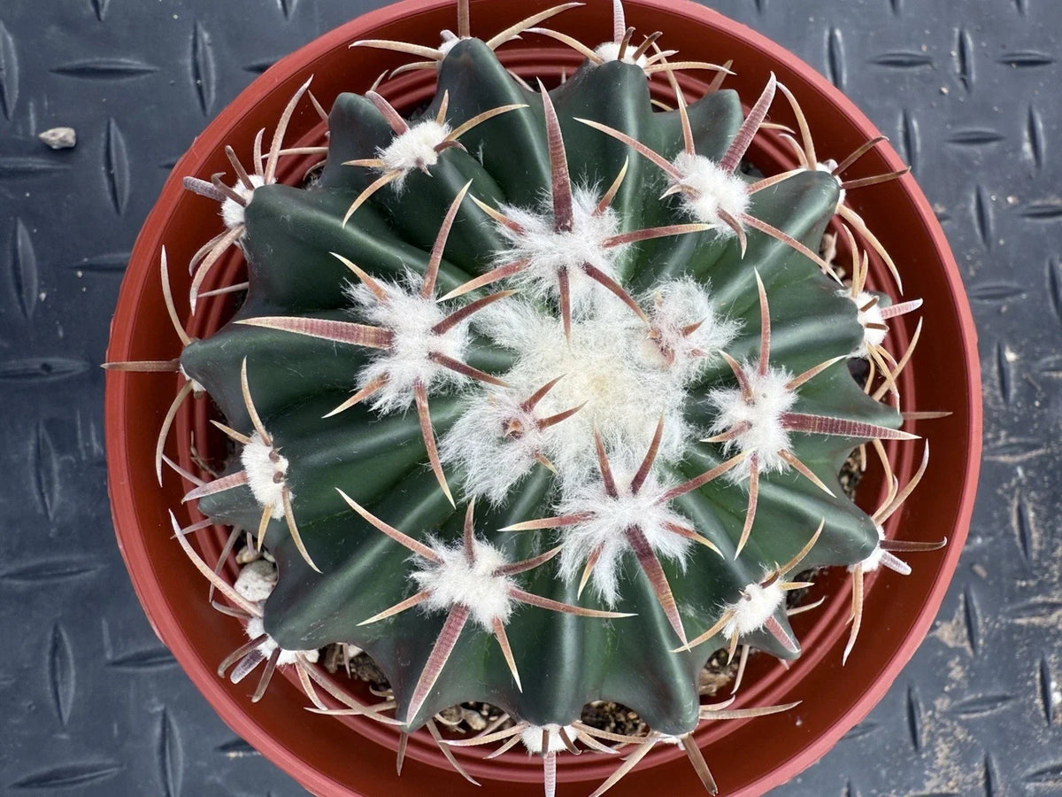 Echinocactus texensis Cactus - 6" Pot - Horse Crippler - Cold Hardy Drought-Tolerant Succulent Plant for Rock Gardens