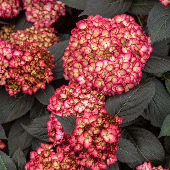 Rare Hydrangea Bundle - 4 Rooted Cuttings - Dark Foliage - Hydrangea macrophylla - Premium Garden Plants