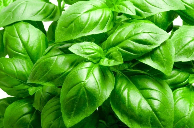 Basil Seeds 200+ Non-GMO Heirloom Italian Large Leaf Herb Ocimum basilicum - Culinary Garden Starter - Fast USA Shipping