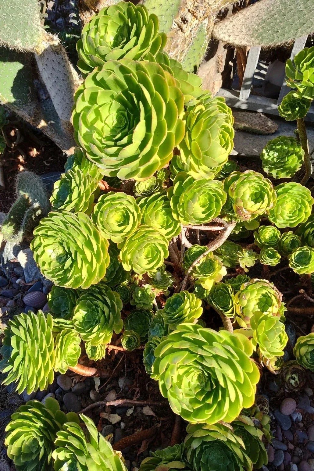 Aeonium Madeira Rose Cuttings 2-4" Succulent Plants Rosette Style - Aeonium arboreum 'Zwartkop' - 5 High-Quality Cuttings