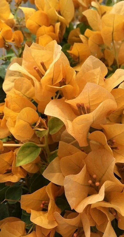 Bougainvillea Starter Plant | Live Plug Plant | Topaz Gold Variety | Bougainvillea glabra | USA Seller