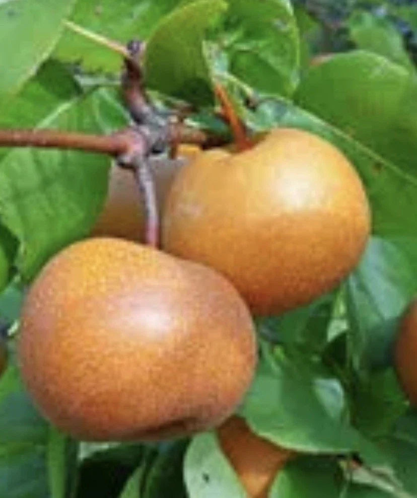 Chojuro Pear Cuttings - 4 Golden Brown Crispy Cuttings - Pyrus pyrifolia - Ideal for Propagation & Home Gardening