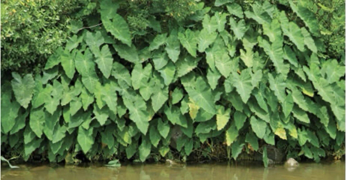 Green Taro Plant Bundles - Rooted 3-Pack - Tropical Marginal Pond Plant - Colocasia esculenta - Water Garden Decor