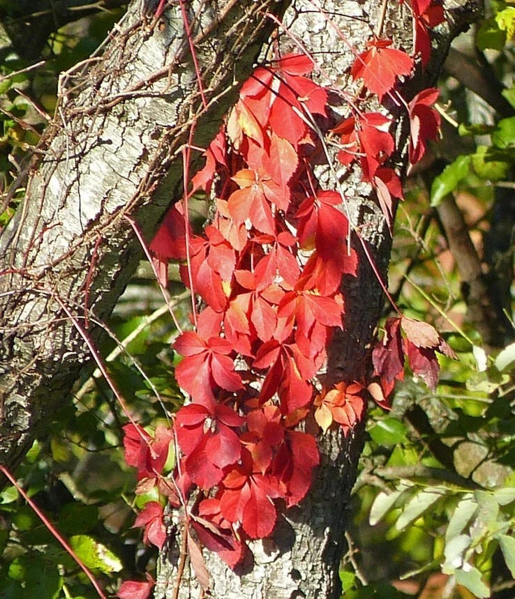 Virginia Creeper Live Rooted Cuttings - 5 Hardy Ground Cover Vines - Parthenocissus quinquefolia - Fast-Growing Perennial
