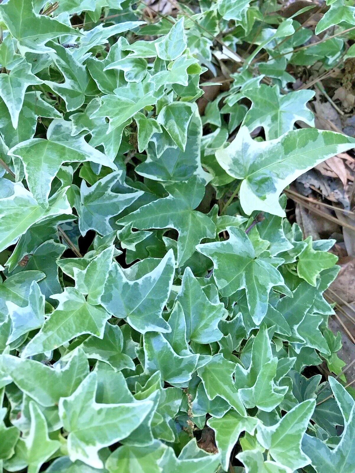 Variegated Ivy Ground Cover Plants Set of 7, 4"-8" Bare Root, Hedera helix for Shade, Low Maintenance Indoor/Outdoor Greenery