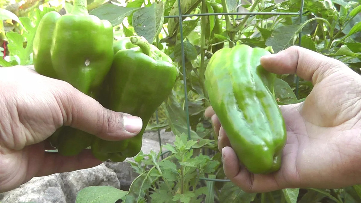 Sweet Pepper Seeds 500 Count Big Bertha Red Elongated Bell Pepper Capsicum annuum for Stuffing, Thick-Walled, 7-Inch Long