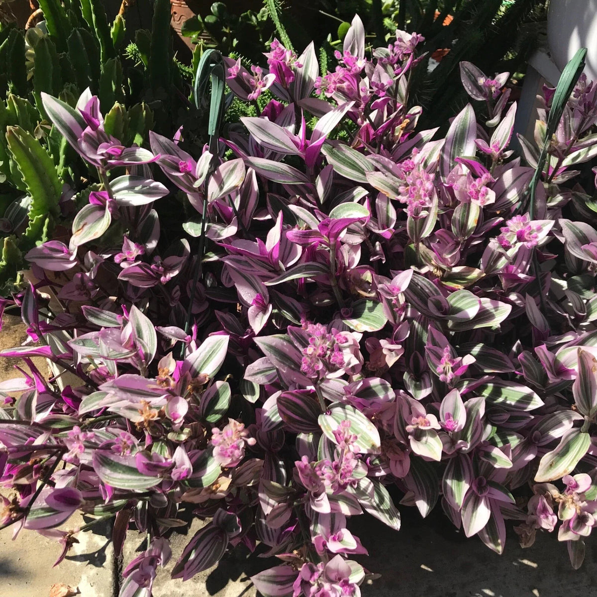 Tradescantia Nanouk Cuttings - 7 Healthy Stem Cuttings - Variegated Pink, Green & White Foliage - Tradescantia albiflora 'Nanouk'