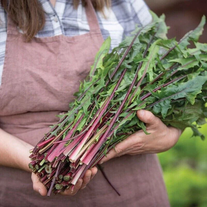 Red Stem Endive Seeds - Heirloom Non-GMO Italian Dandelion Seeds (Cichorium endivia) for Gourmet Home Gardening