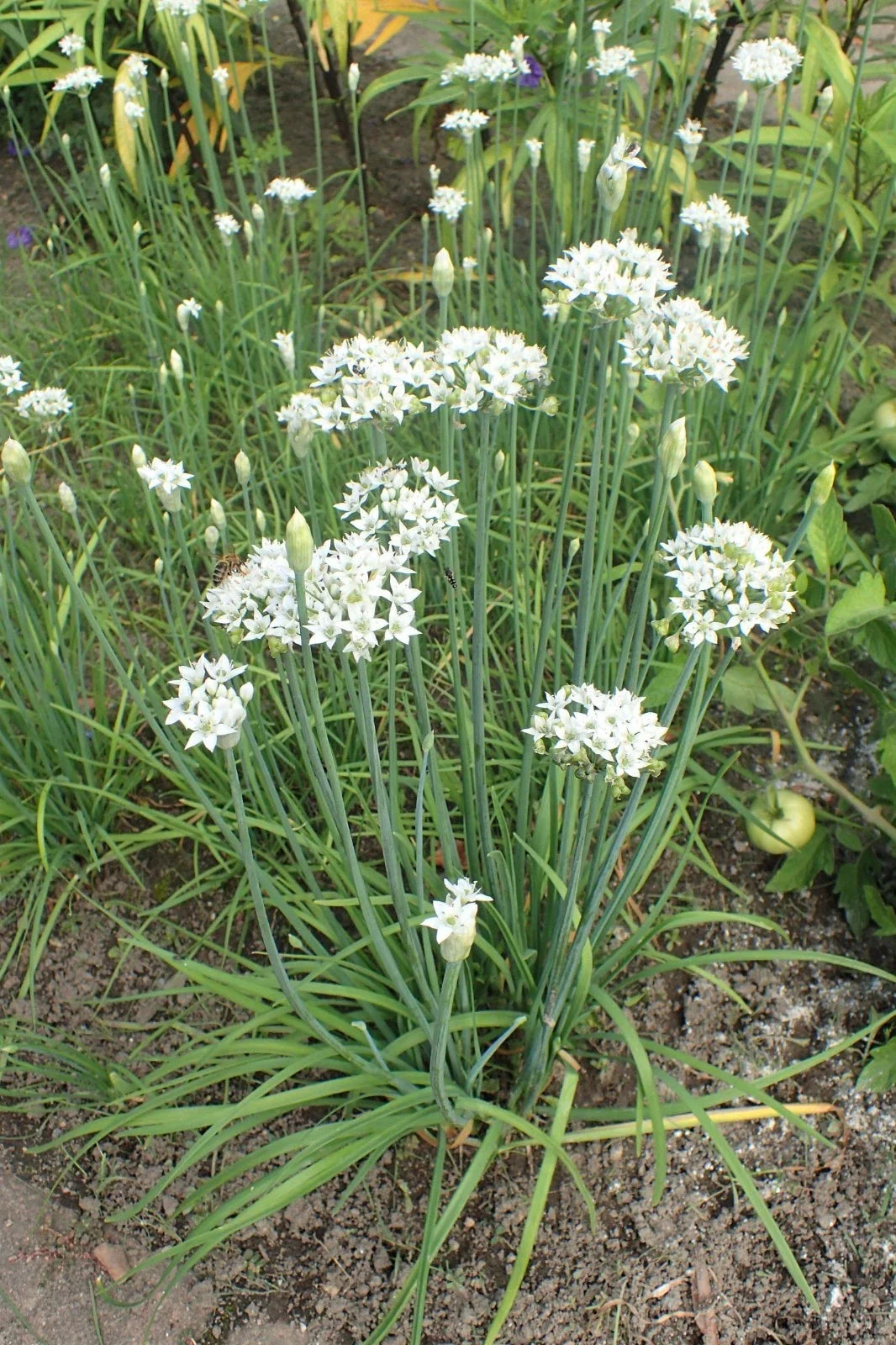 Garlic Chives Seeds - 150 to 10K Drought-Tolerant Microgreens - Allium tuberosum - Onion Flavor Culinary Herbs