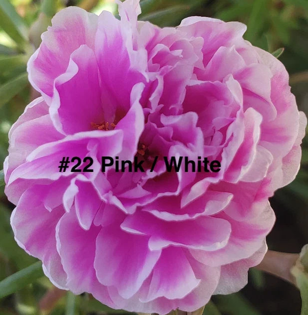Moss Rose Cuttings - 10 Unrooted Pink/White Portulaca Grandiflora for Gardening, Drought-Tolerant, Fast-Growing Blooms
