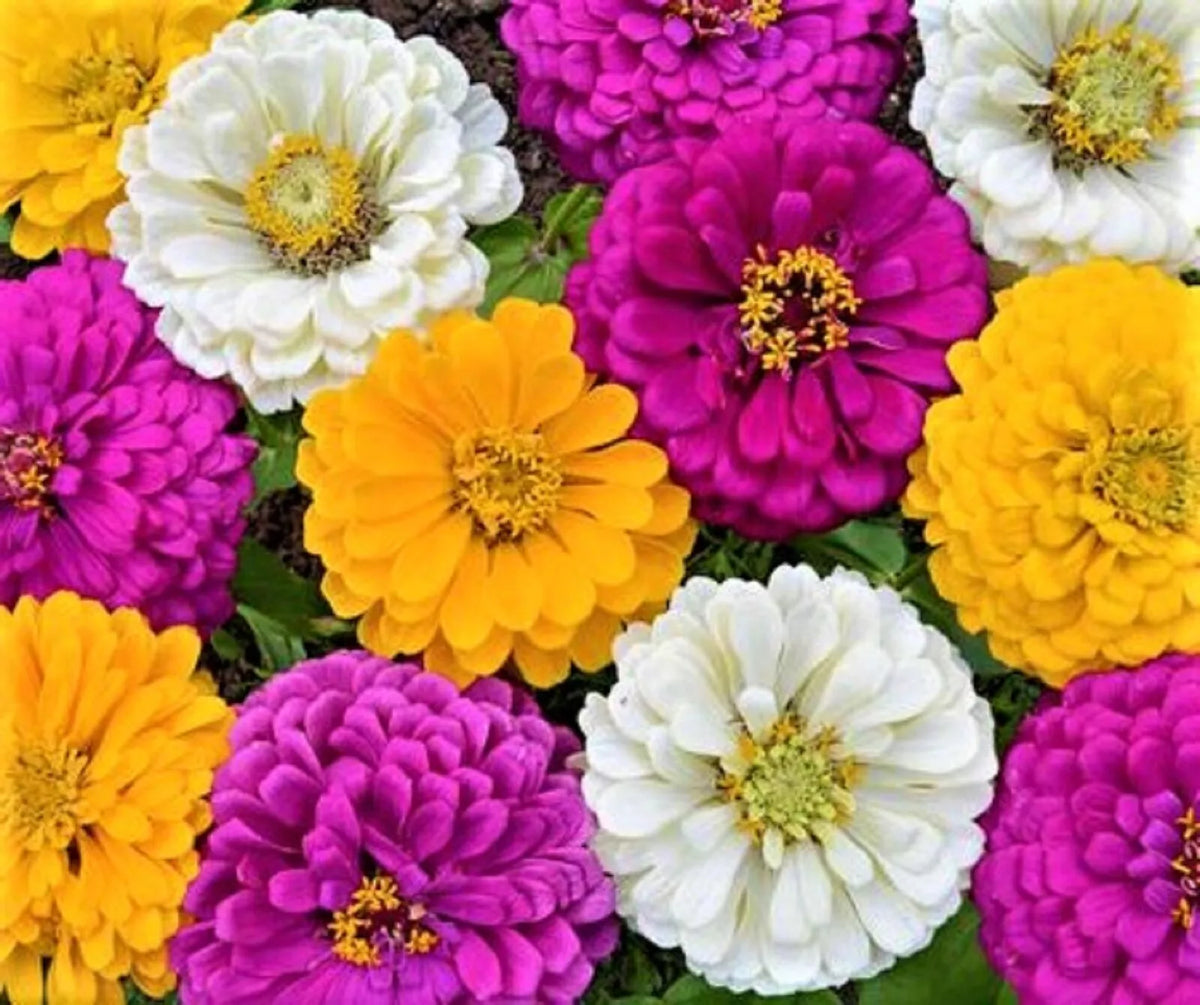Mardi Gras Zinnia Seeds - 100+ Seeds - Colorful Mix - Zinnia elegans for Vibrant Gardens and Pollinator Attraction