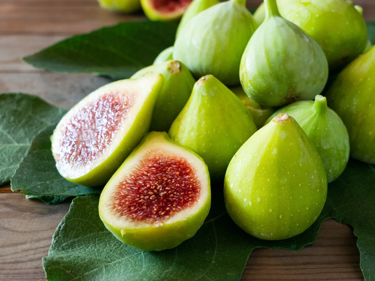 Green Ischia Fig Cuttings - 2 Pack with Willow Water for Rooting - Ficus carica 'Green Ischia' - Organic Plant Propagation