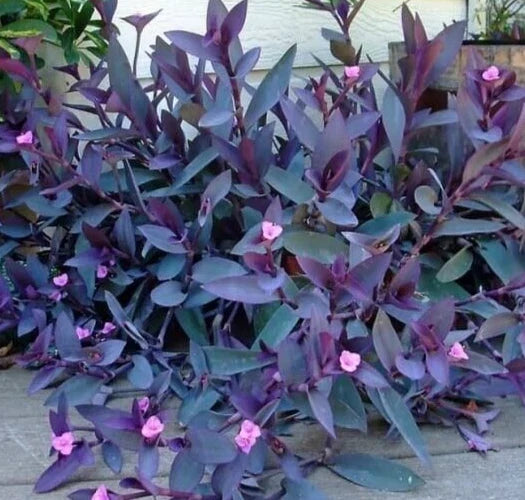 Purple Heart Wandering Jew Cuttings - 5 Pack - Tradescantia pallida - 6 Inches Each - Vibrant Purple & Green Foliage