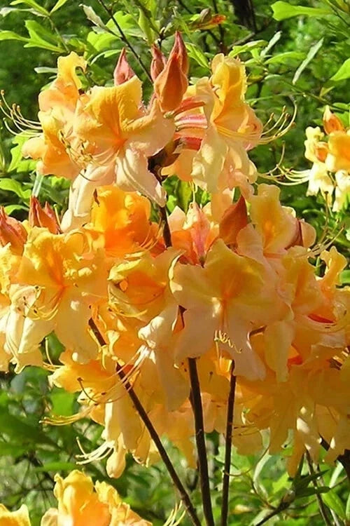 Dancing Rabbit Azalea Starter Plant - Small Dormant Deciduous Rhododendron - Rhododendron 'Aromi' - Vibrant Flowers