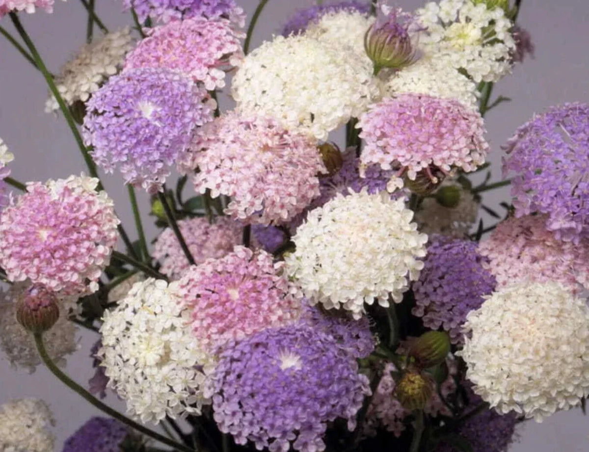 Didiscus Mix Seeds - 25 Pack - Colorful Flowering Plants - Didiscus caeruleus - Non-GMO, Easy to Grow, Attracts Pollinators