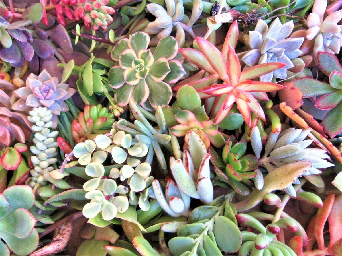 Large Succulent Cuttings - 50 Pieces, 25 Varieties, 2+ lbs - Ideal for Crafting and Garden Decor - Echeveria, Sedum, Crassula