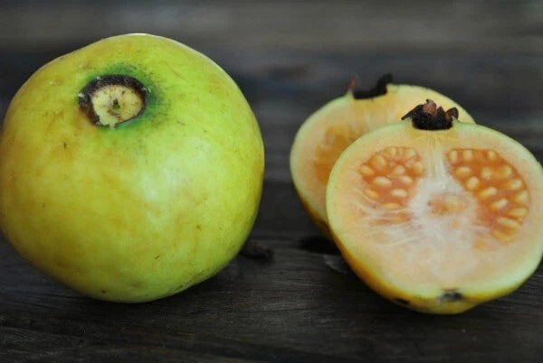 White Indian Guava Seeds - 50+ Pack - Psidium guajava - Non-GMO for Home Gardens - Sweet & Aromatic Fruit
