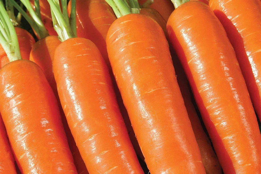 Musico Carrot Seeds - 1000+ Non-GMO Seeds for Garden Planting - Daucus carota - USA Grown, Vibrant Orange Carrots