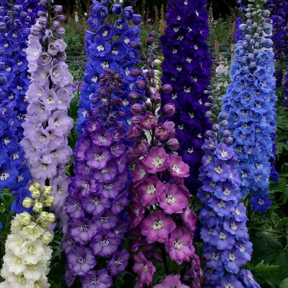 Delphinium Seeds - 50 Pack Dark Mix Perennial Flower Seeds - Delphinium spp. - US Seller - Vibrant Garden Flowers