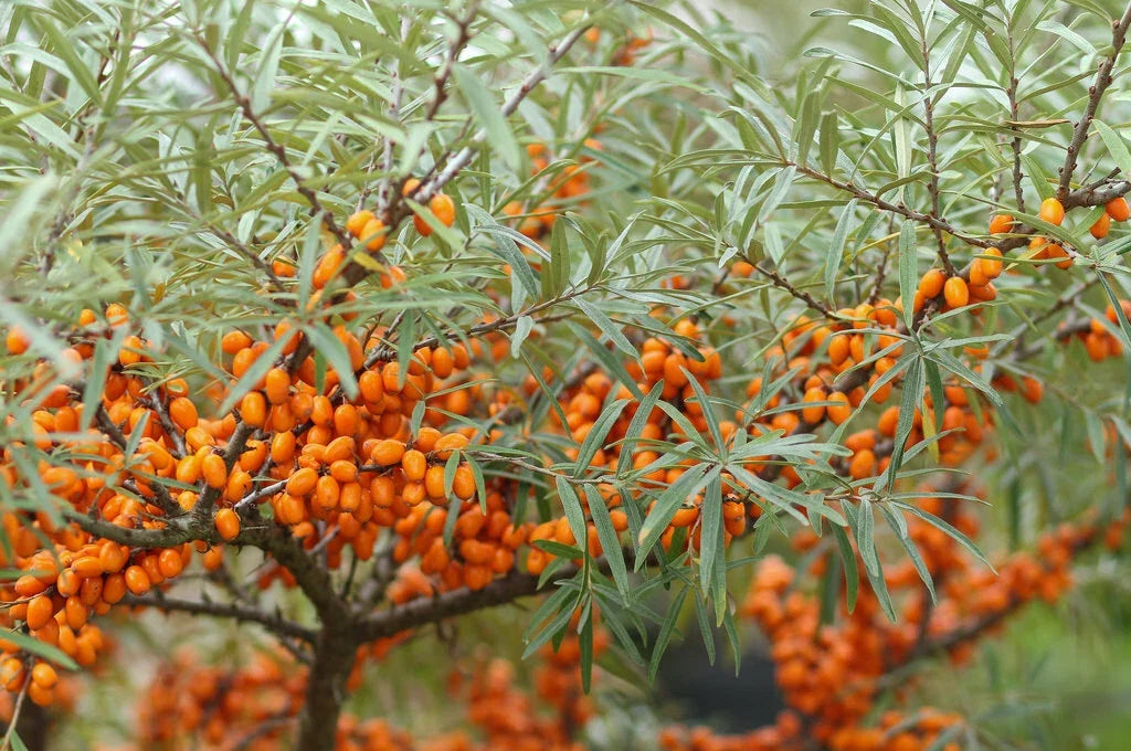 Sea Buckthorn Seeds, 50 Count, Organic Seaberry (Hippophae rhamnoides), Nutrient-Rich Plant for Garden & Health Benefits