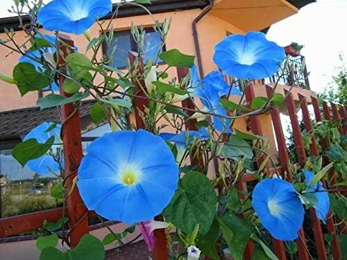Blue Morning Glory Seeds - 100 Pack - Ipomoea purpurea - Fast-Growing Climbing Vine for Vibrant Garden Color