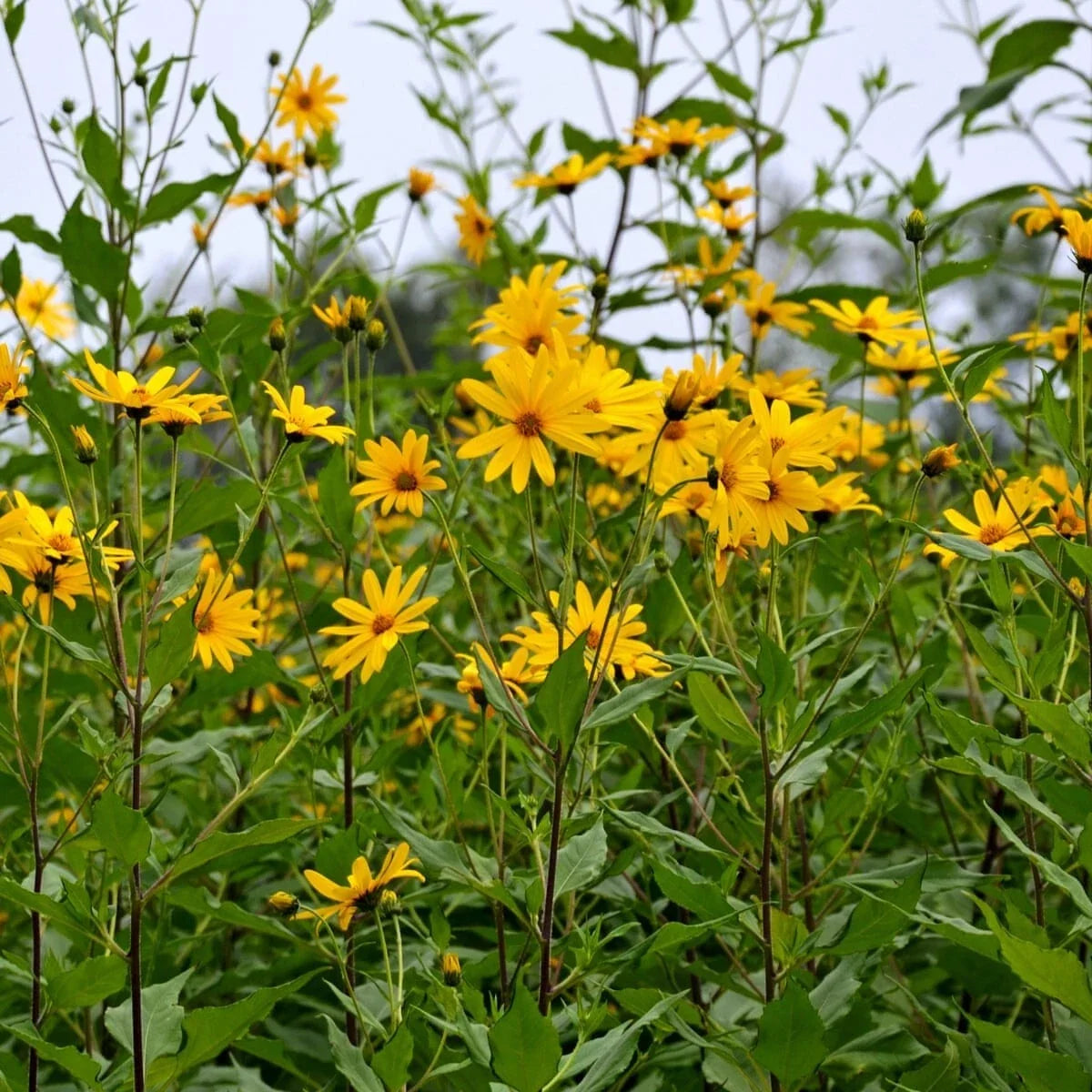 Bare Root Jerusalem Artichoke Plants - 3 Pack Edible Perennial Herb - Helianthus tuberosus - Easy to Grow Garden Addition