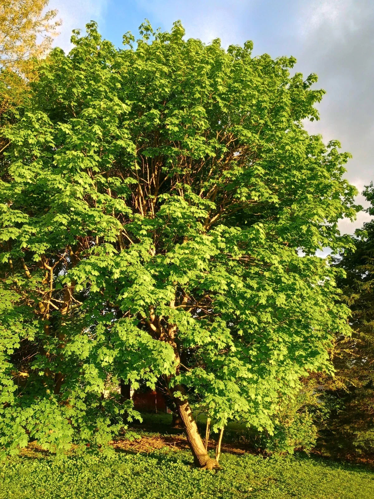 Sugar Maple Tree Seedling Starter Bare Root Acer saccharum Sweet Maple for Landscaping and Fall Color