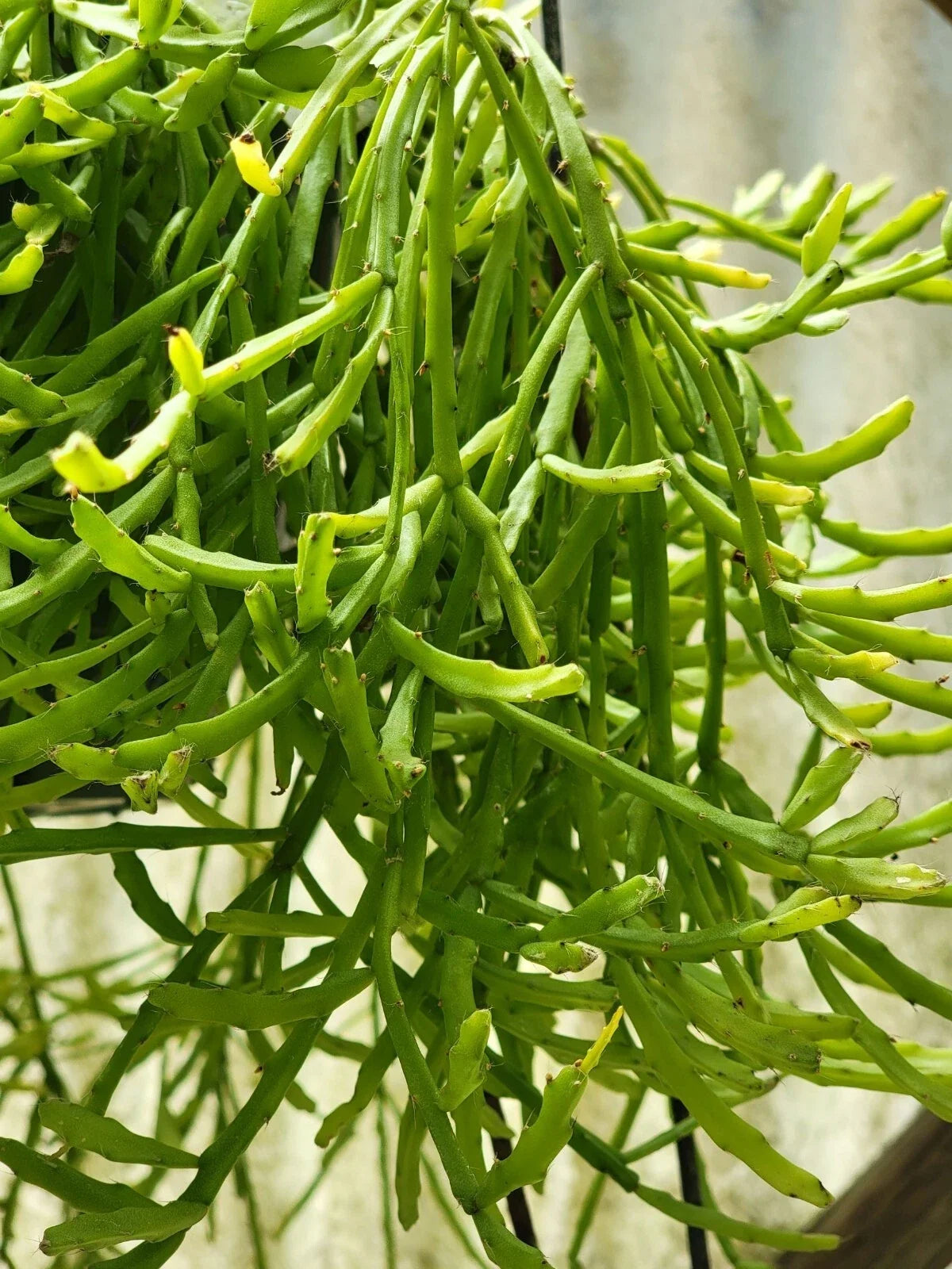 Mistletoe Cactus Plant 4-inch Pot Rhipsalis ewaldiana Rare Jungle Cactus Unique Houseplant for Home Decor