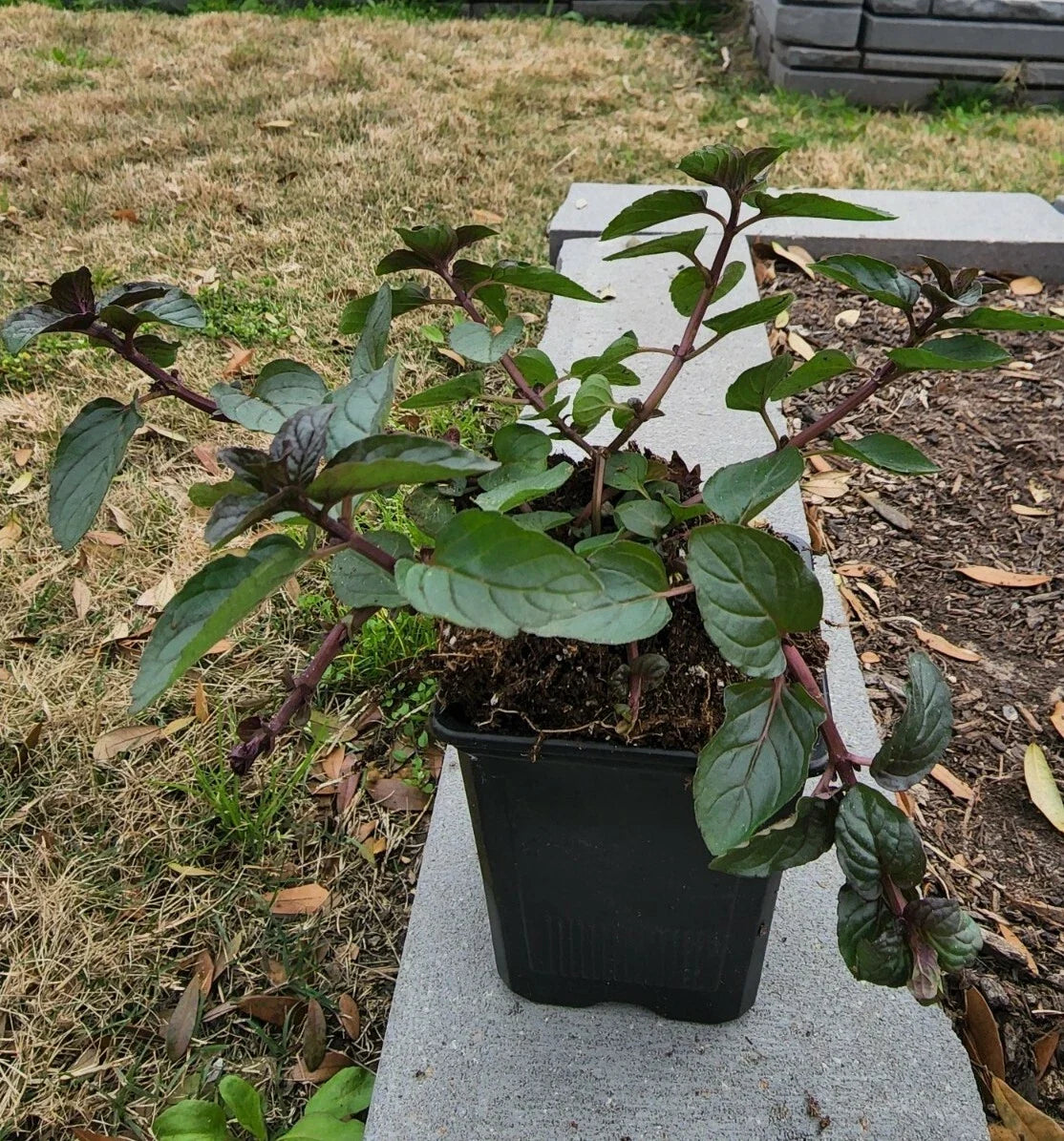 Spearmint Plant in Soil 5"-8" | Mentha spicata | Aromatic Culinary Herb for Home Garden and Medicinal Uses