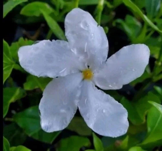 Pinwheel Jasmine Plants - 2 Plug Size - Fragrant Evergreen Perennial - Jasminum - White Flowers for Gardens and Patios