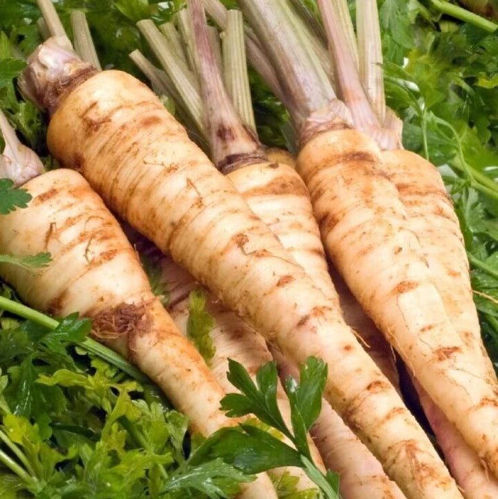 Hamburg Parsley Seeds 1000+ Non-GMO Heirloom Culinary Herb Petroselinum crispum for Garden and Cooking