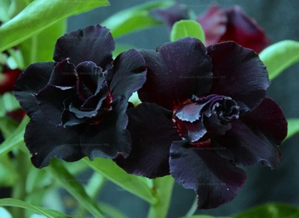 Desert Rose Seedling Plant - Small 4-6 Inches - Black War Variety - Adenium Obesum - Rooted for Home Garden Decor