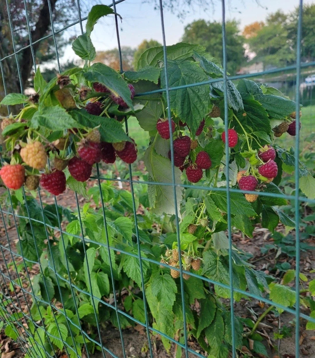 Thornless Raspberry Plants 3 Pack - Joan J Variety - Rubus idaeus - High-Yielding, Medicinal, Easy Harvest Berries