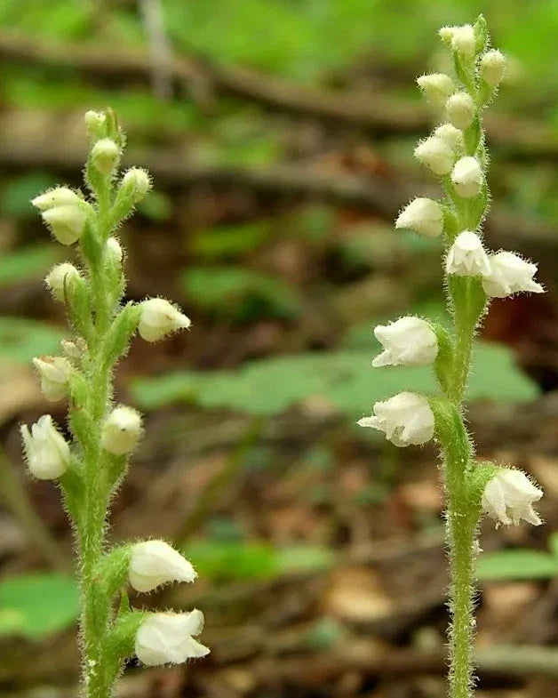 Live Rattlesnake Orchid Plant - 5 Root System Perennial - Goodyera oblongifolia - Unique Foliage for Indoor/Outdoor Gardening