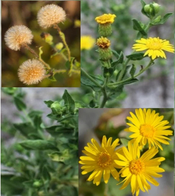 Camphorweed Seeds - 100+ Organic Seeds, Yellow Bloom, Heterotheca subaxillaris, USA Harvested 07/2025