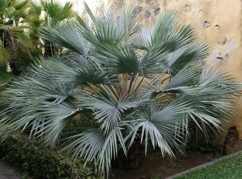 Brahea Armata Blue Hesper Palm Seedling 10-12 Inches Unique Blue Leaves Hardy Palm Variety (Brahea armata)