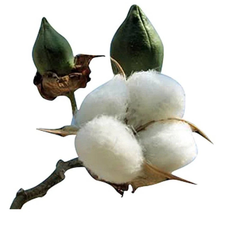 American White Cotton Seeds - 25 Heirloom Non-GMO Seeds - Gossypium Hirsutum - USA Grown Cotton for Gardening and DIY Projects