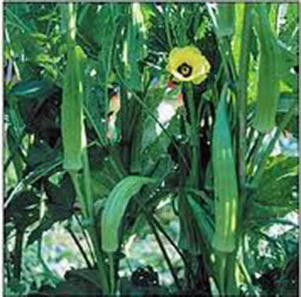 Clemson Heirloom Okra Seeds, 500 Non-GMO Garden Seeds, Abelmoschus esculentus, Tender Flavorful Pods for Home Gardening