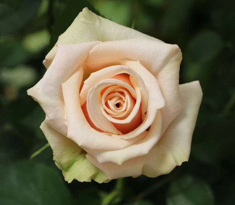 Sahara Rose Cuttings - 3 Rare Propagation Pieces - Rosa 'Sahara' - Ideal for Rooting or Grafting - Vibrant Blooms